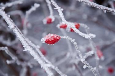 How Cold Plunge Protocols Reset Your Nervous System Daily