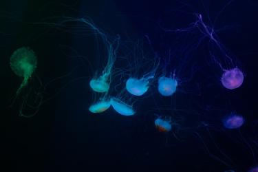 How Gut Microbiome Changes Directly Influence Brain Function